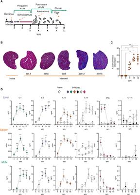 Dynamics of host immune response development during Schistosoma mansoni infection